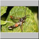 Synanthedon formicaeformis - Glasfluegler 09.jpg